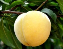 山东优质黄金蜜秋彤毛桃大量上市