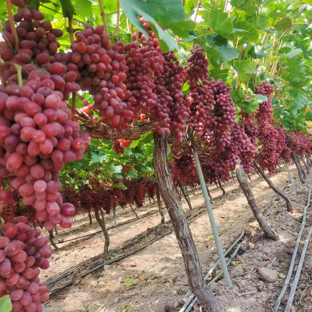 凉山州克伦生葡萄