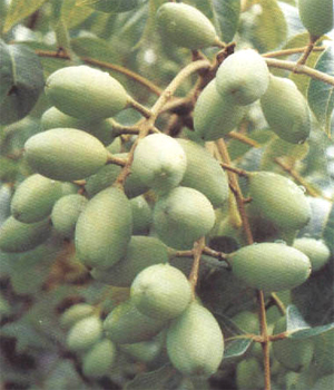 供应橄榄苗和黄榄苗广西特产专题