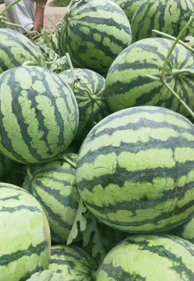 2026西瓜，麒麟，美都西瓜产地货源