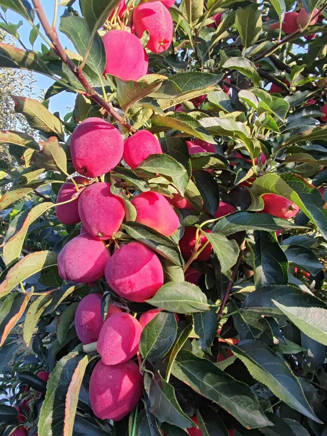 鸡心果/锦绣海棠/小苹果