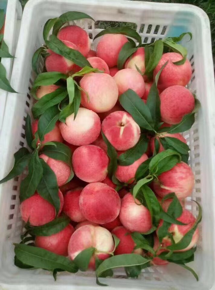 山东蒙阴蜜桃红桃黄桃黄金油桃黄金蟠桃供应商