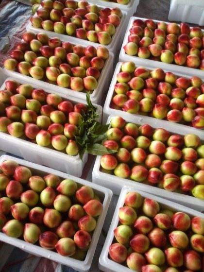 山西大棚万亩油桃已经上市