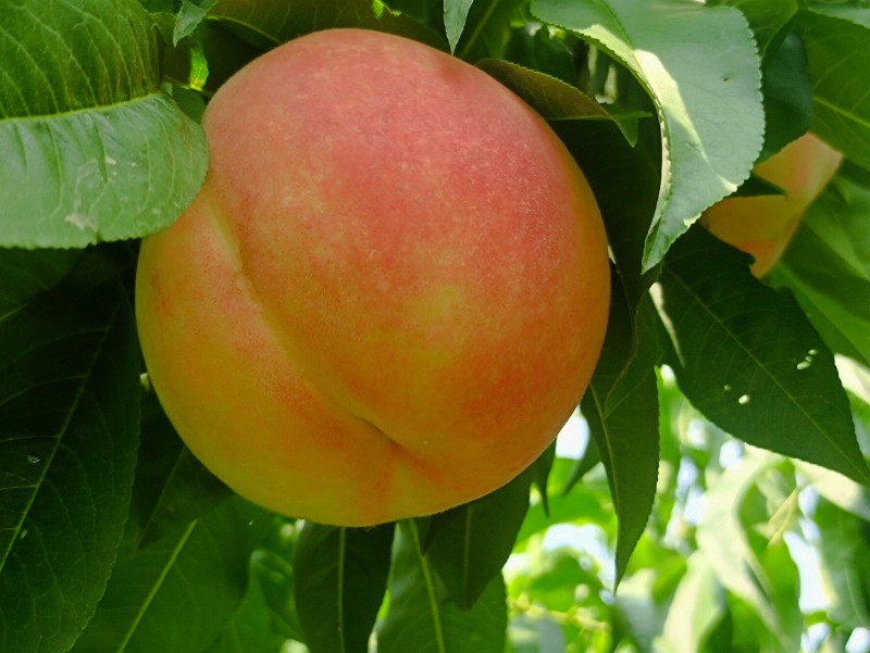 甜桃脆桃水蜜桃