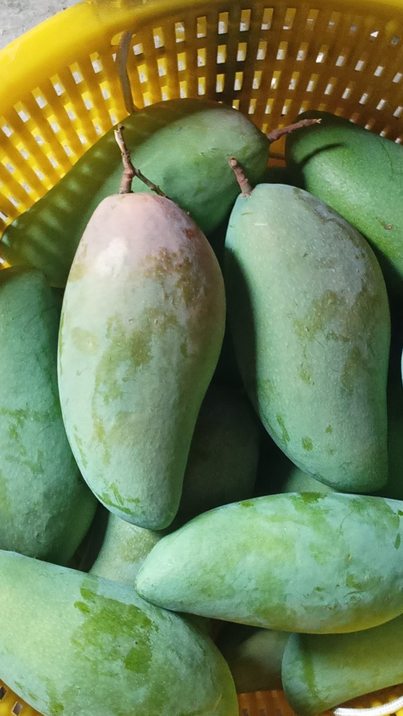 金黄65一件.台农55一件