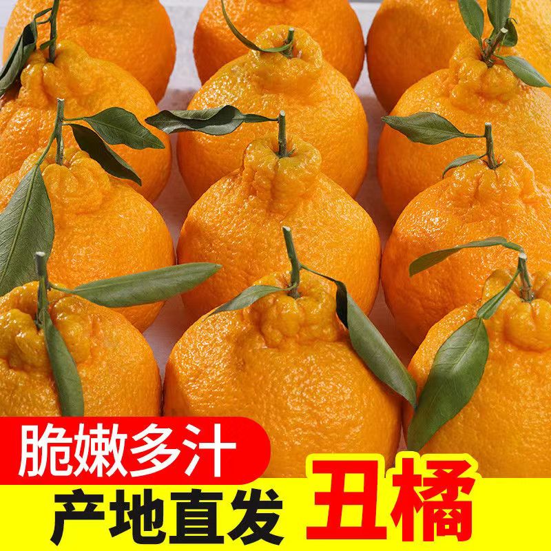耙耙柑橘丑柑不知火 丑八怪 桔子批发四川 新鲜 是水果当季