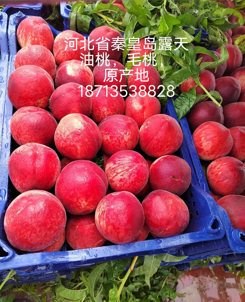 河北省秦皇岛山区油桃，毛桃