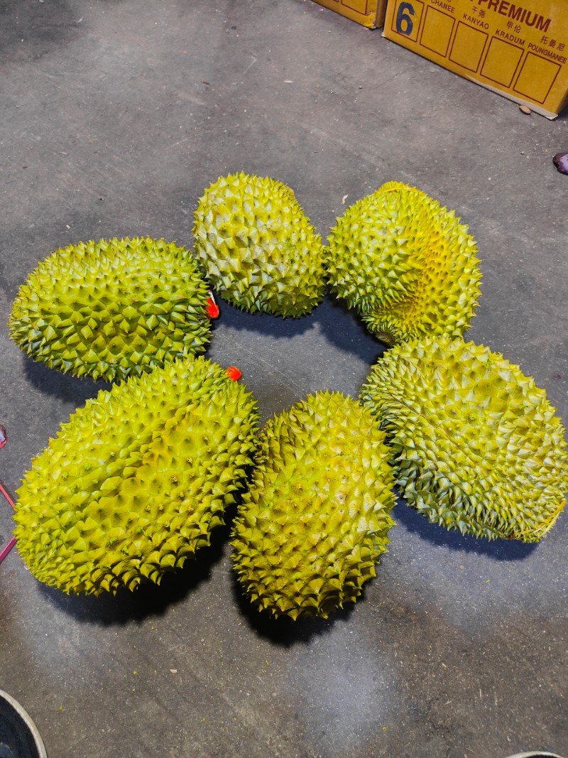 泰国金枕榴莲 A果巴掌榴莲净果30斤 整件批发