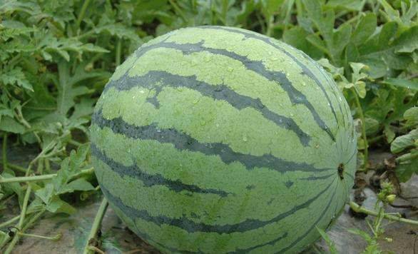 东台美都西瓜