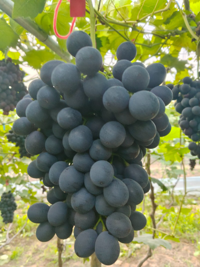 辽宁瓦房店夏黑葡萄
