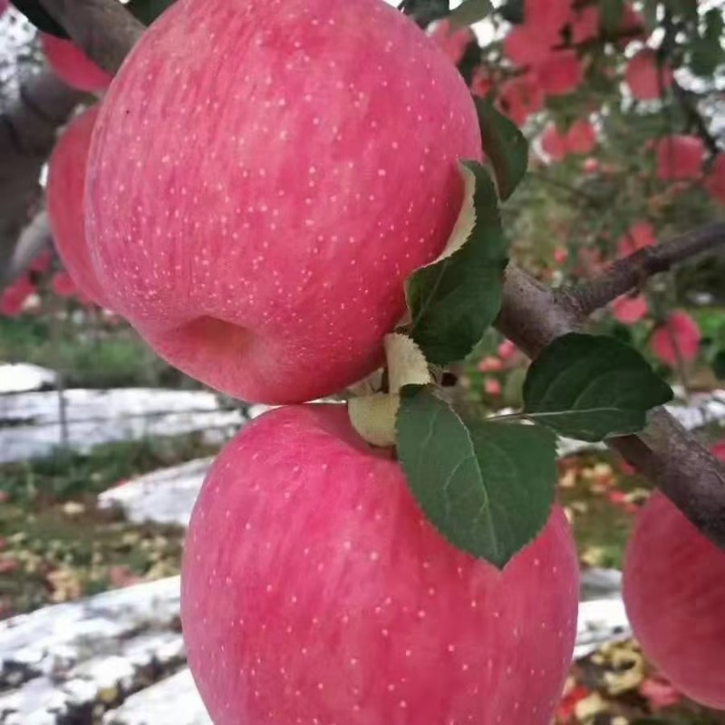 常年供应红富士苹果