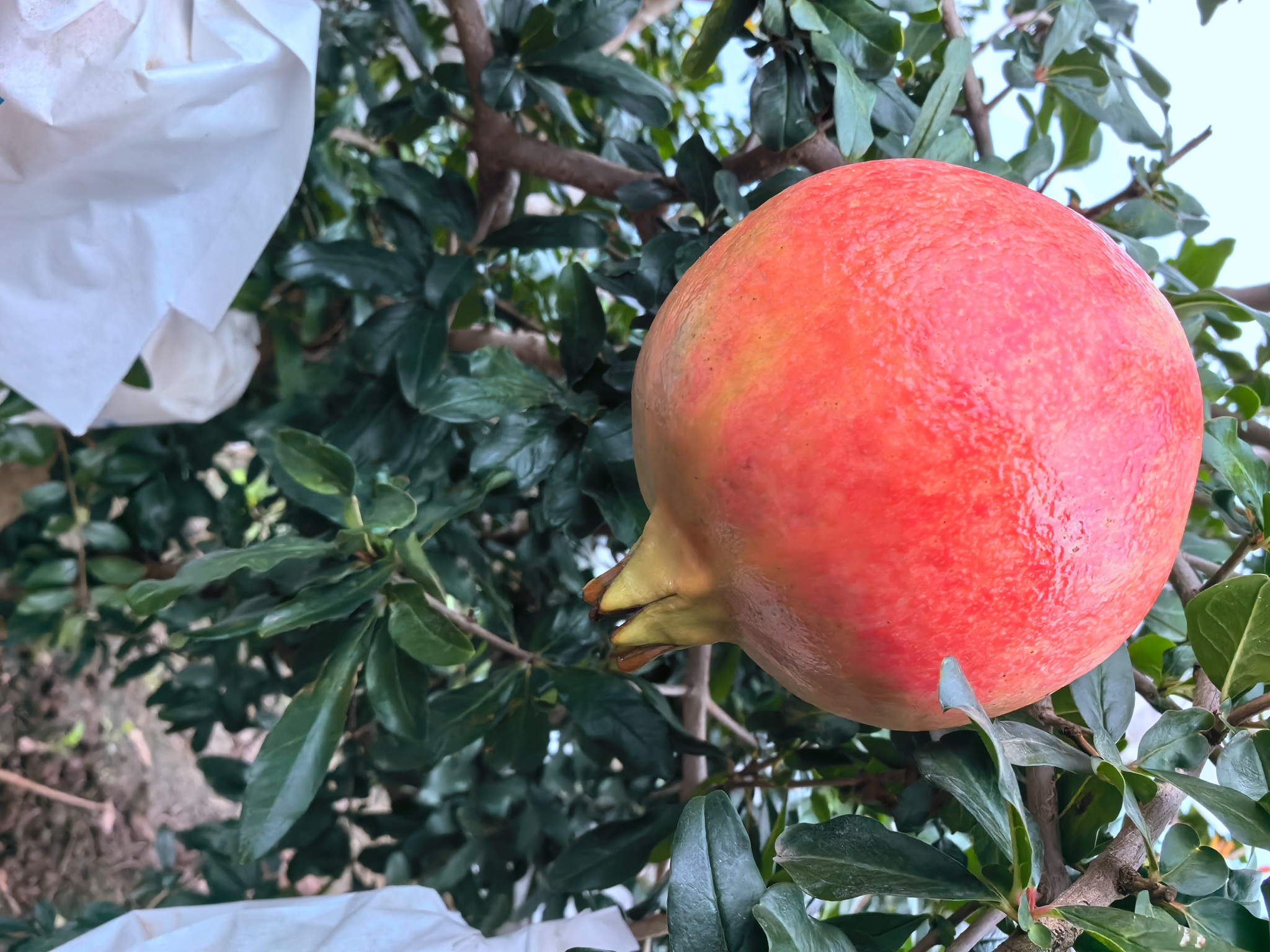 突尼斯软籽石榴