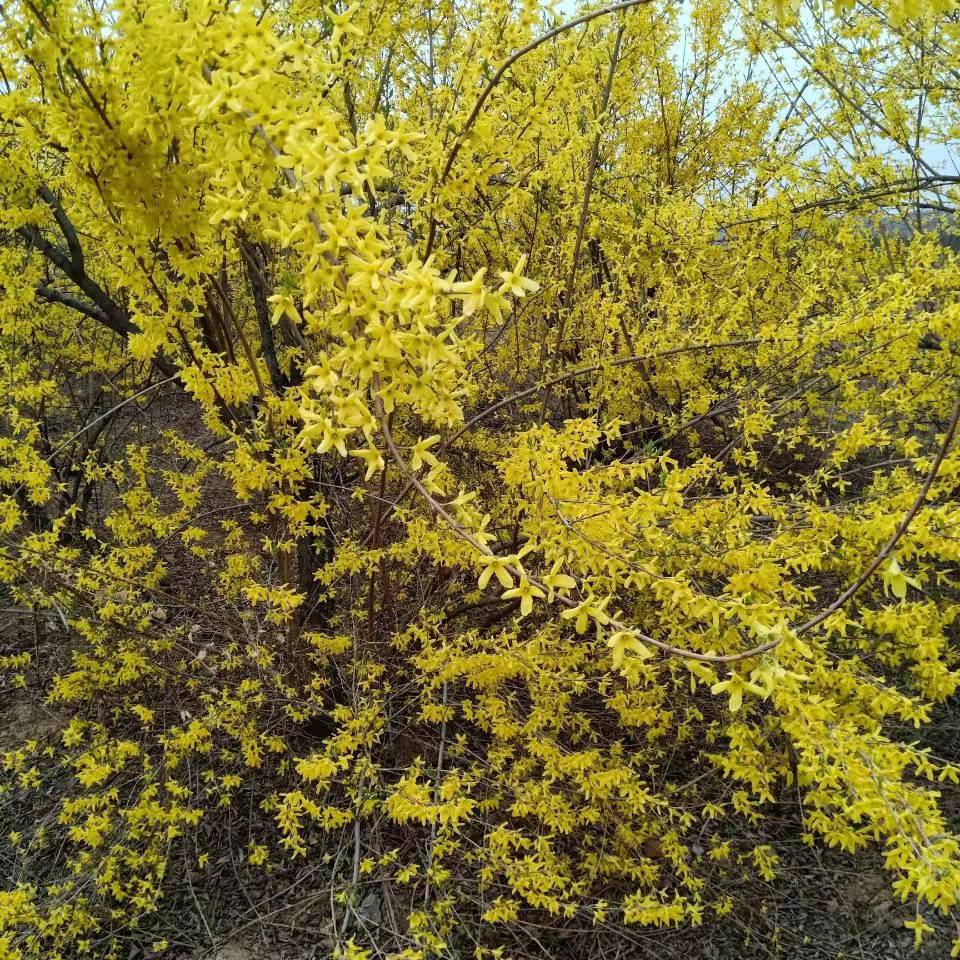 大量供连翘苗 连翘苗基地