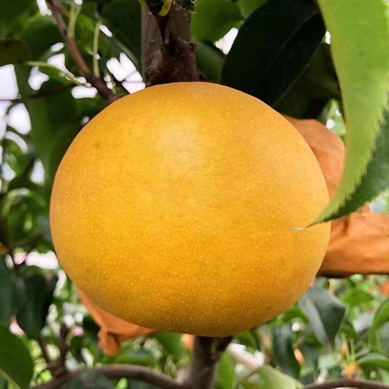 秋月梨 圆黄梨