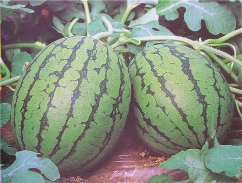 陕西万亩大棚田王西瓜，景新西瓜产地大量上市