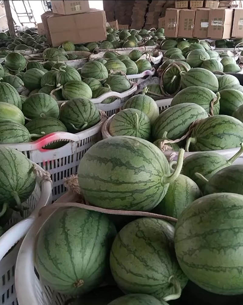 早春红玉，佳秀西甜瓜