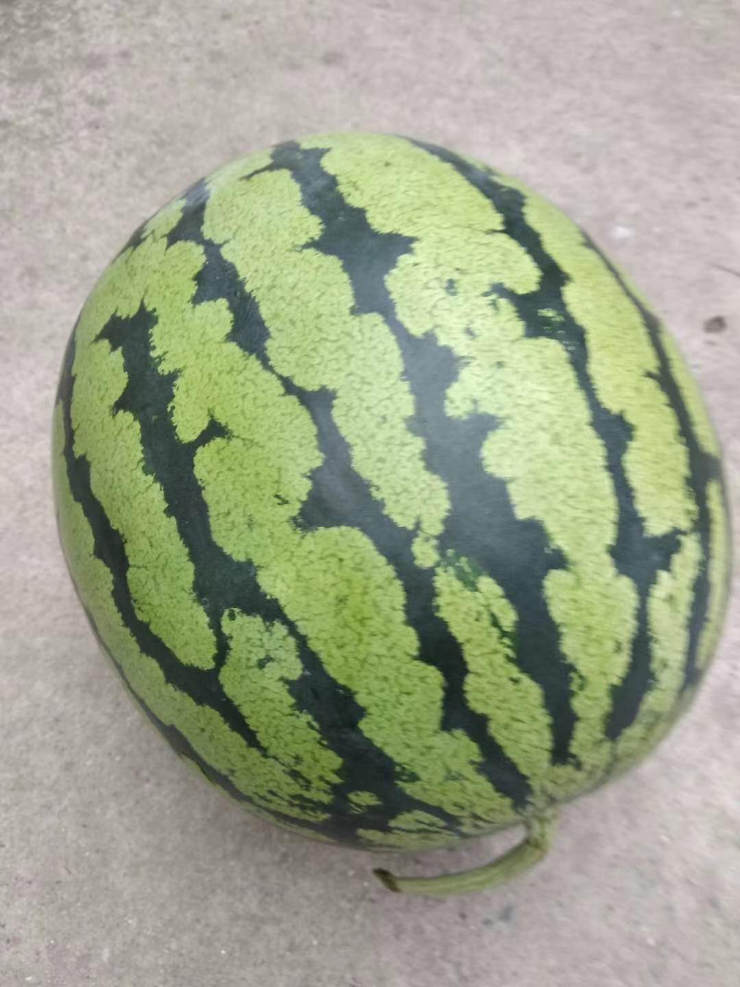 湖北农谷瓜果梨大量上市，欢迎电联：1。3。9。9。7。9。2。4。1。1。3。