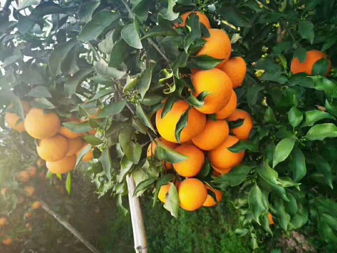 爱媛38、耙耙柑、不知火诚招代理一件代发