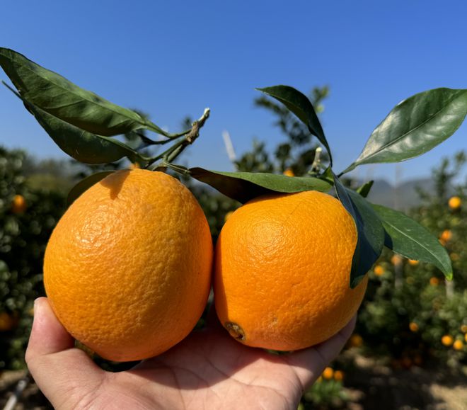 崀山脐橙 4-5万斤2026橙子 湖南脐橙，新宁脐橙，纽荷尔橙