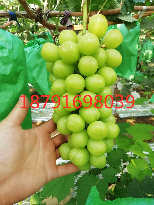 陕西阳光玫瑰葡萄批发阳光玫瑰葡萄基地