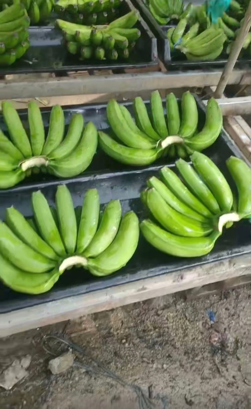 广西香蕉