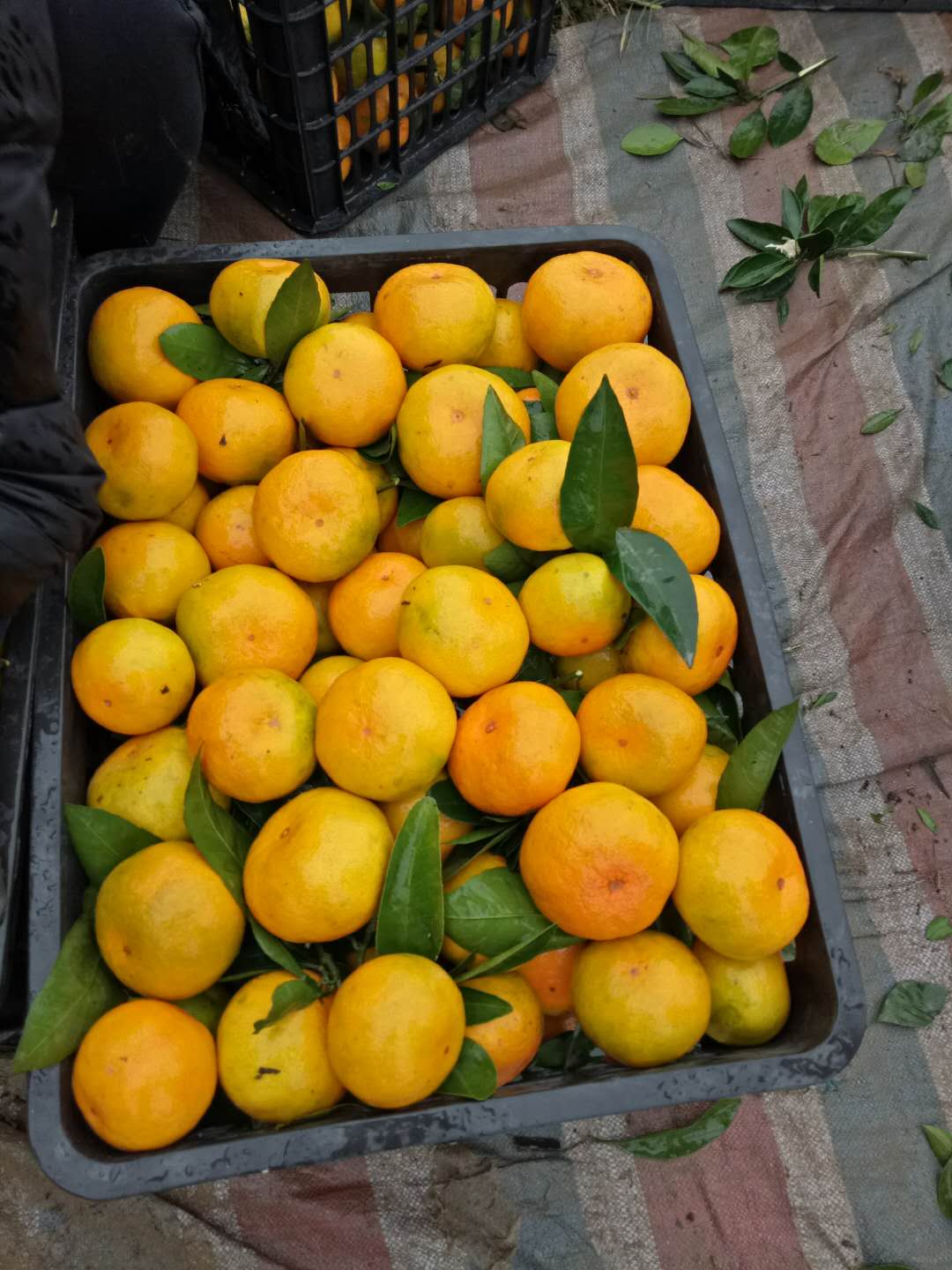 柑桔，柑桔特早大量上市