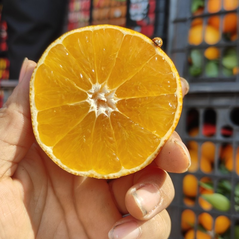 果冻橙 爱媛38果冻橙 薄皮嫩肉可以吸的橙子，甜口汁水足 可发全国