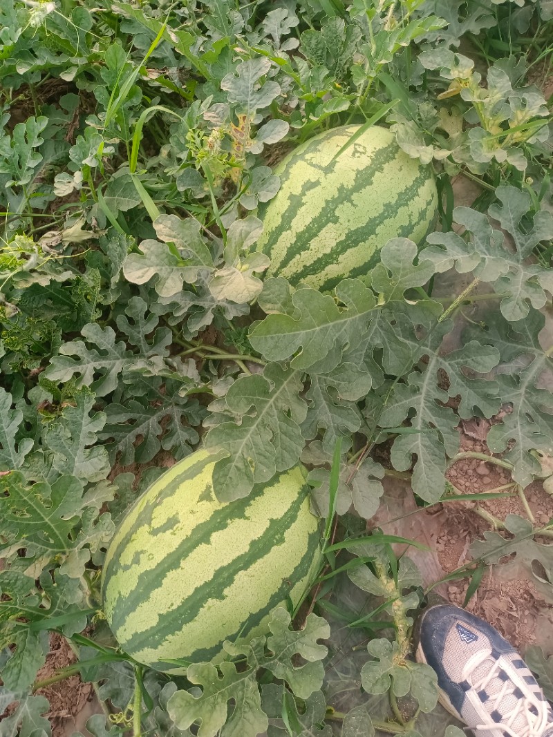 宁夏硒砂瓜西瓜批发宁夏硒砂瓜西瓜基地价格