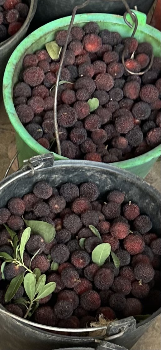 云南石屏高原杨梅