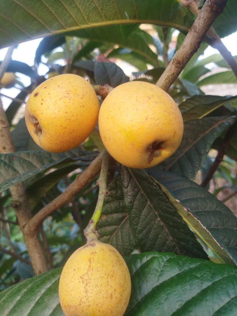 合川枇杷