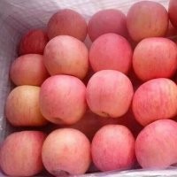 山东冷库红富士苹果上市，货源充足保证质量