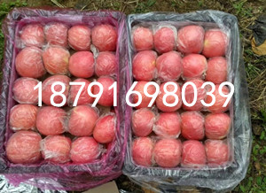 陕西红富士苹果批发 纸加膜红富士苹果基地价格