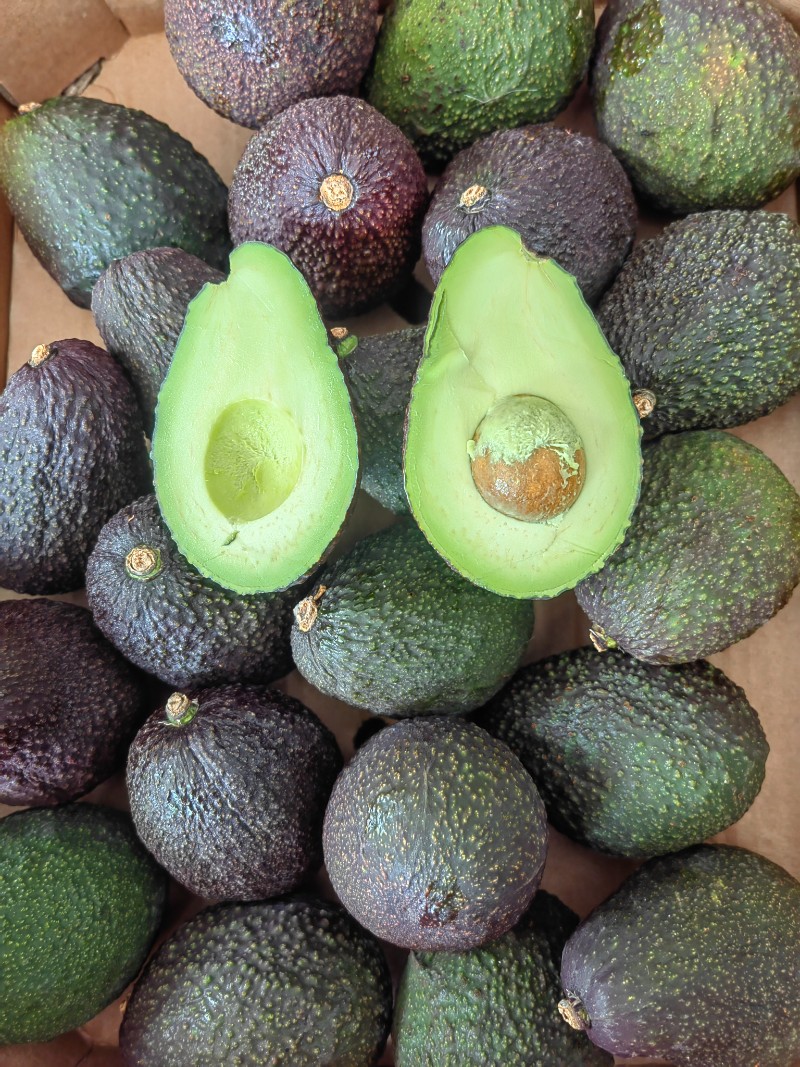 牛油果（智利）