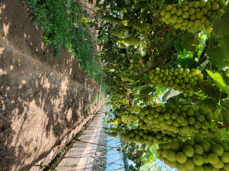 葡萄  阳关玫瑰