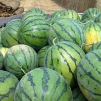 山东大棚京欣甜王西瓜，油桃大量供应