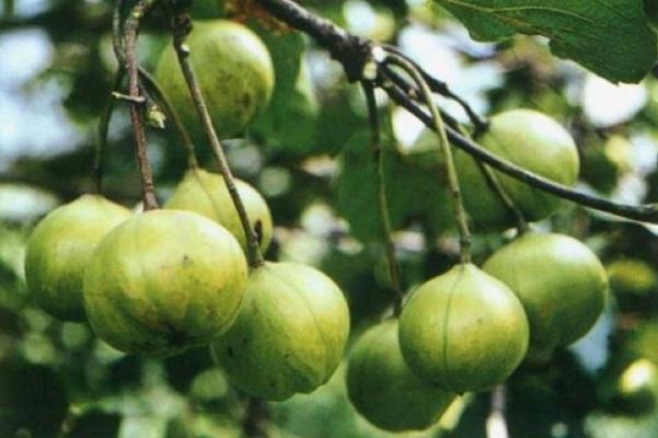 供应广西油桐种子与桐油种子苗品种介绍