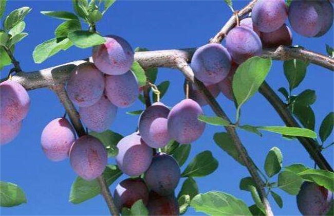 供应乌梅苗与火力楠种子 广西青梅苗与火力楠苗