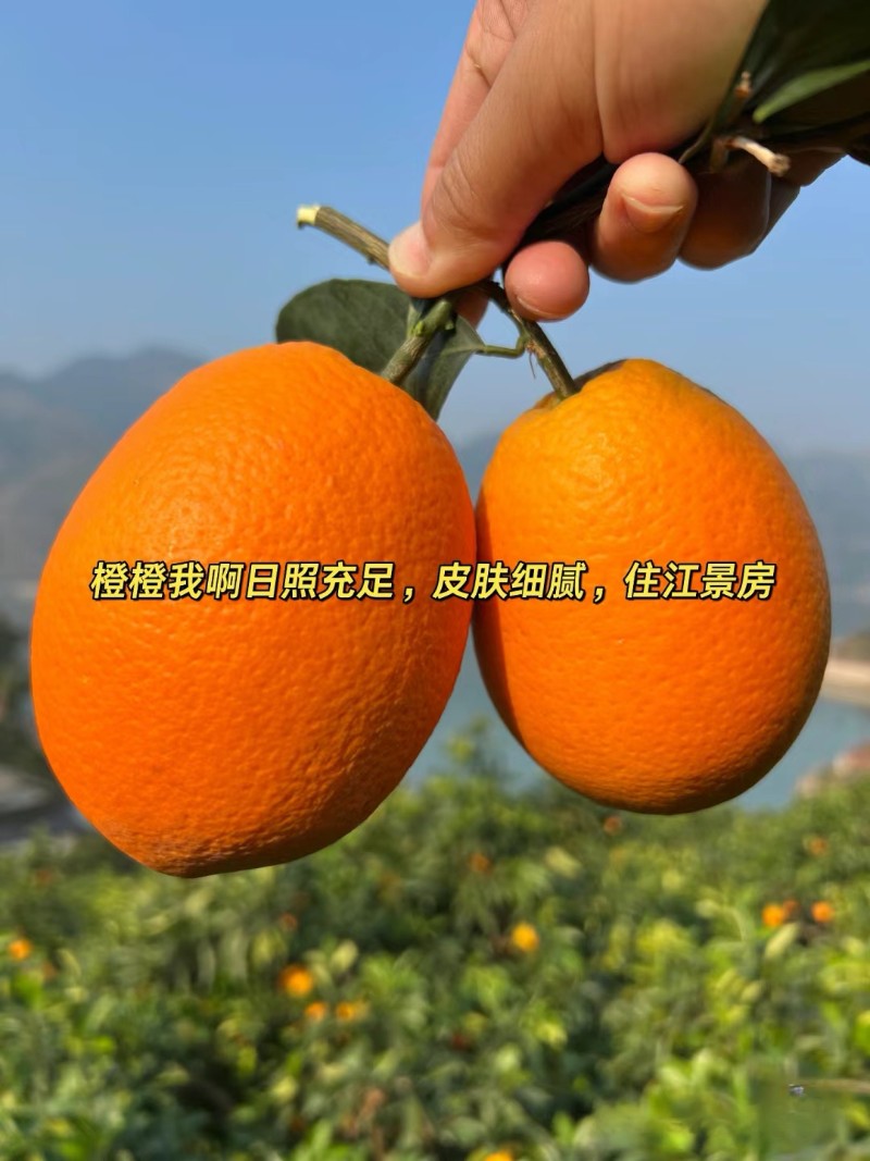 重庆奉节脐橙