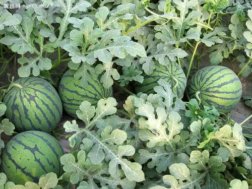 湖北宜城  2026 美都