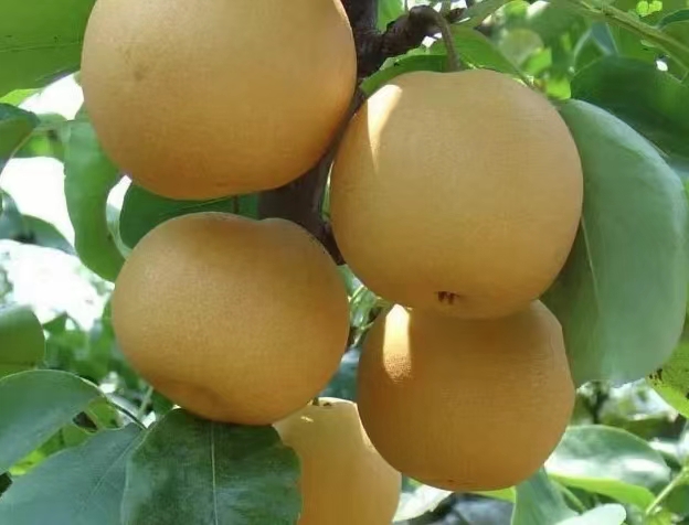 聊城冠县千亩秋月梨急售