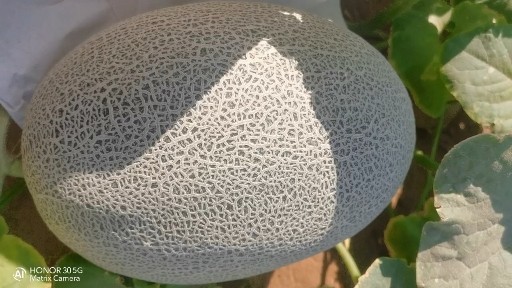 新疆火焰山西州蜜