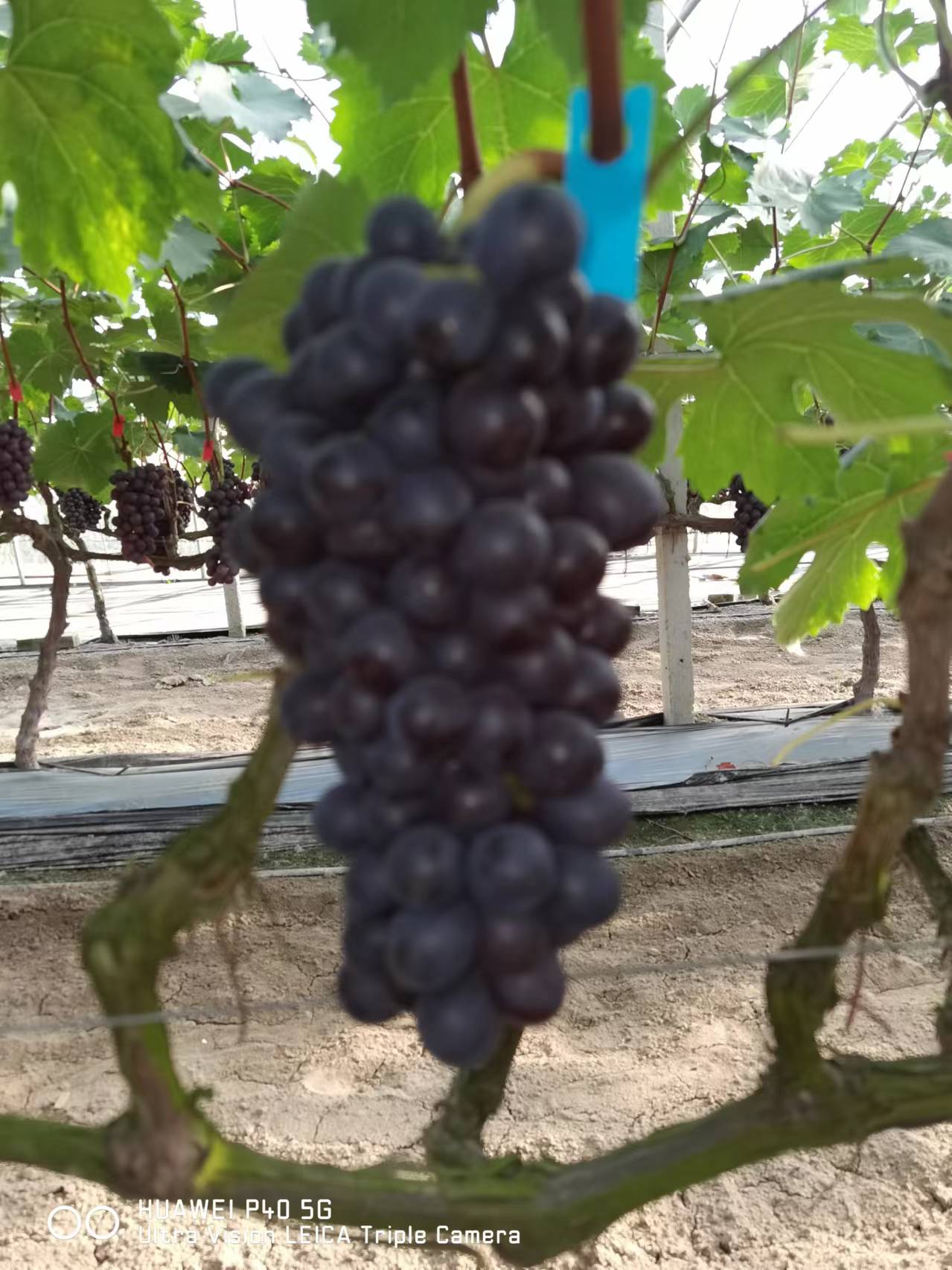 精品夏黑，阳光玫瑰