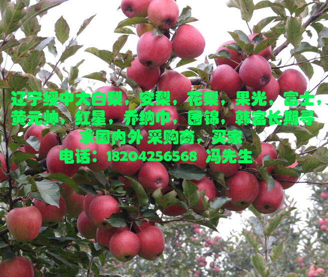 辽宁绥中红富士、套袋黄元帅（黄金帅），韩富苹果批发代收