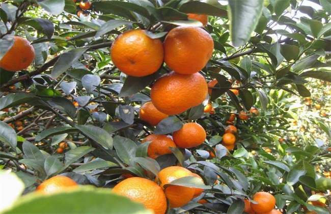 供应广西砂糖桔和金桔基地
