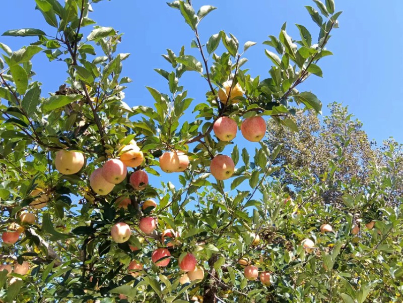 辽宁营口大苹果
