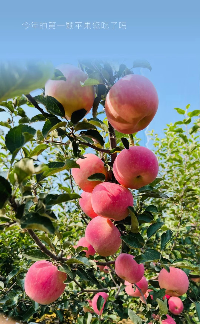 陕西省延安市延长县早熟弘田富士