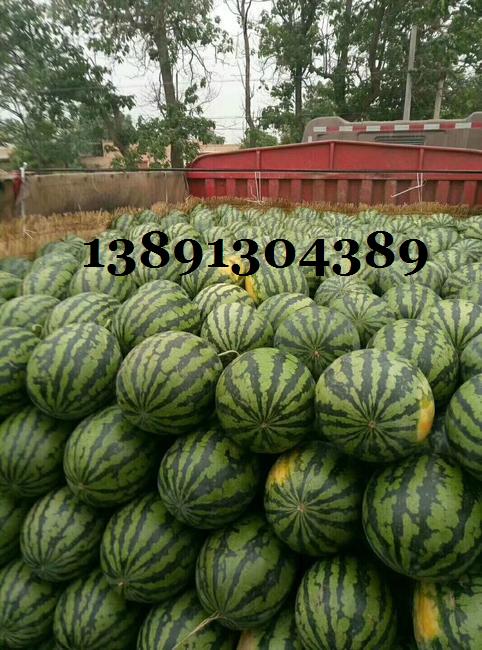 陕西万亩大棚田王西瓜产地批发上市