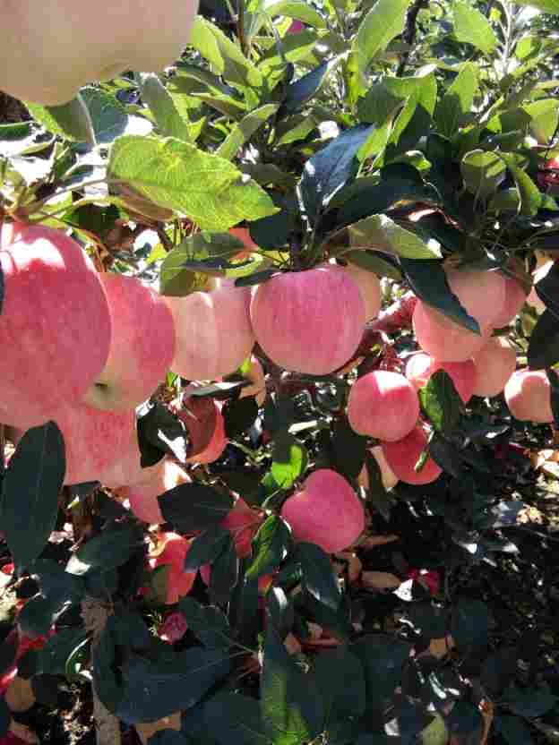 山东红星苹果产地批发价格