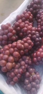 山东沂源葡萄