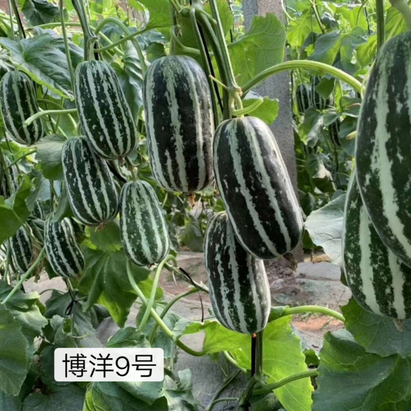 博洋9号甜瓜